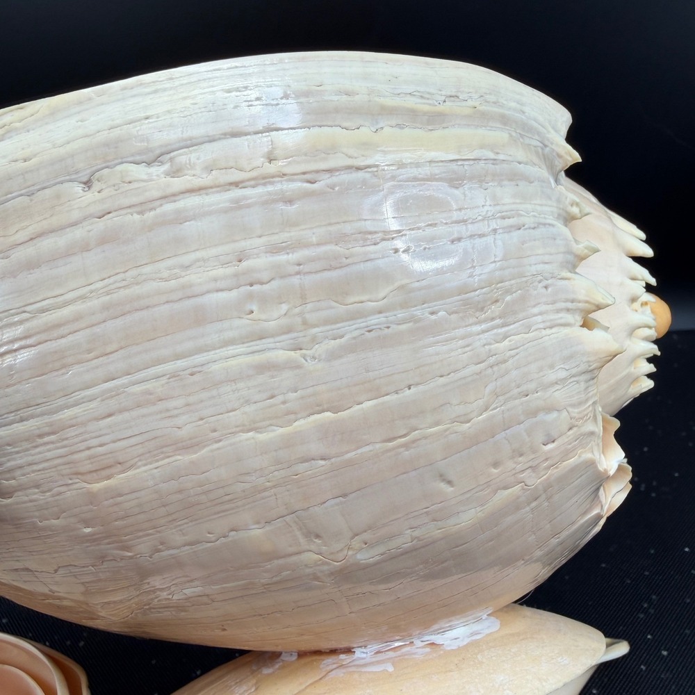 Vintage Hand Carved Conch Shell Bowl Set 9 Dishes Servers Coastal w Utensils - Picture 9 of 16